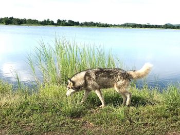 Dog in lake against sky