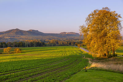 Scenic view of agricultural field against sky during autumn