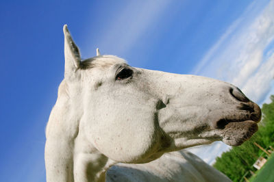 Close-up of a horse