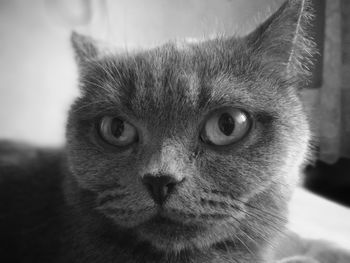 Close-up portrait of cat