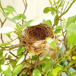 Close-up of bird on plant