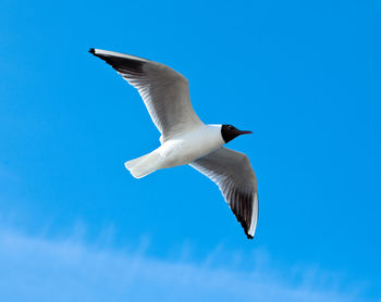 Low angle view of seagull flying against blue sky