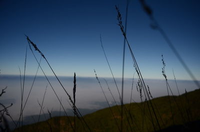 Close-up of grass against sky during sunset