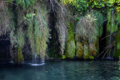 Scenic view of waterfall in forest