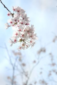 Low angle view of cherry blossoms against sky