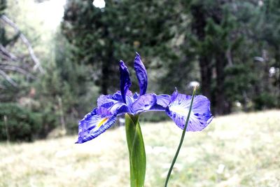 Close-up of purple flower blooming outdoors