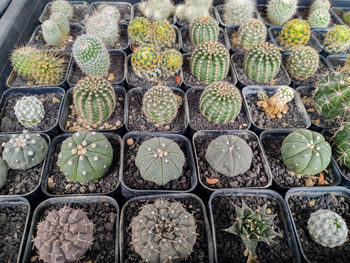 High angle view of potted plants