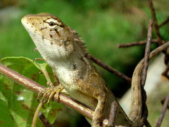 Close-up of bird perching on branch