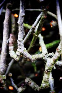 Close-up of flower tree