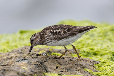 Close-up of a bird on rock