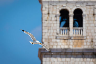 Low angle view of seagull flying against clear sky