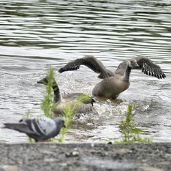 Birds in water