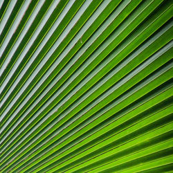 Full frame shot of palm leaf