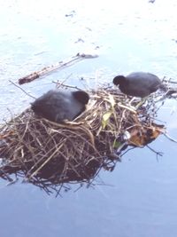 High angle view of bird in nest on lake