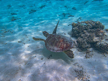 animal wildlife