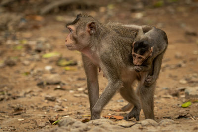 Portrait of a monkey