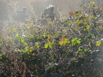 Close-up of plants against blurred water