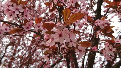 Close-up of pink cherry blossoms in spring