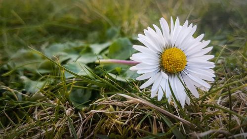 Close-up of white flower blooming outdoors