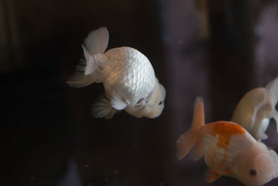 Close-up of fish swimming in sea