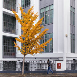 Tree in city