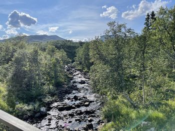 Plants growing on land against sky