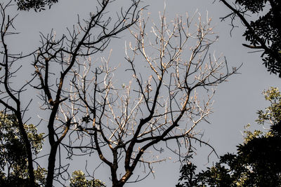 Low angle view of silhouette bare tree against sky