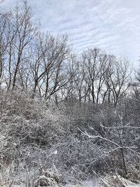 Bare trees on landscape against sky