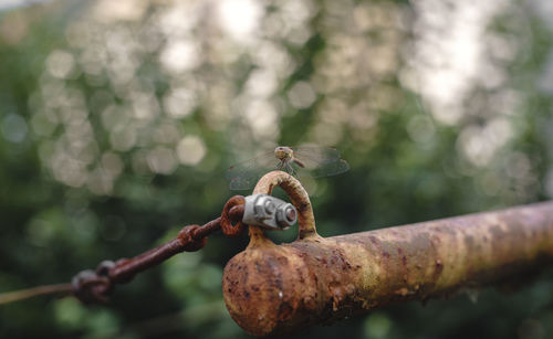 Dragonfly on rusty metal