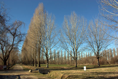 Bare trees on field against sky