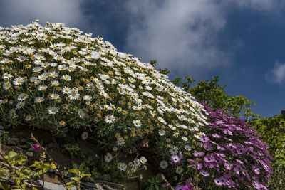 Low angle view of flower tree against sky