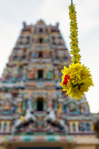 Close-up of yellow flowering plant against building