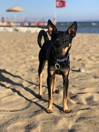 Portrait of dog on beach