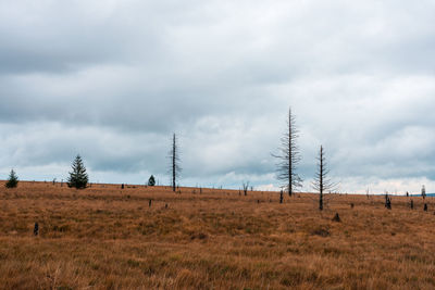 Panoramic view of field against sky