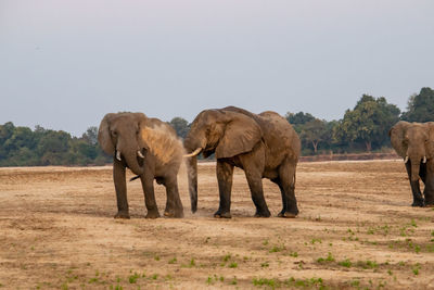 Zambia Africa