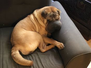 High angle view of puppy sleeping at home