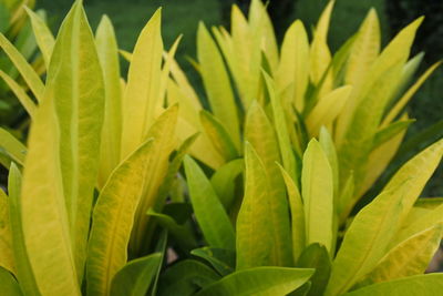 Close-up of fresh green leaves on plant