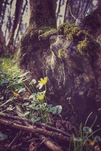 Close-up of flowers growing on tree