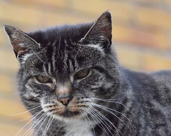 Close-up portrait of cat