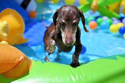 Portrait of dog with ball in swimming pool