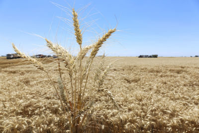 View of wheat field against sky