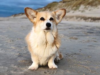 Portrait of dog on beach