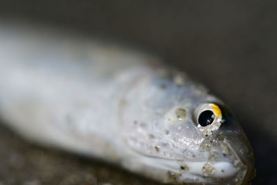 Close-up of fish