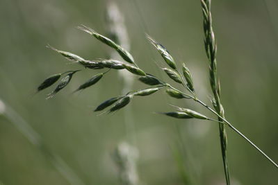 Close-up of stalks in field