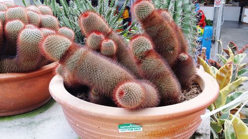 Close-up of cactus