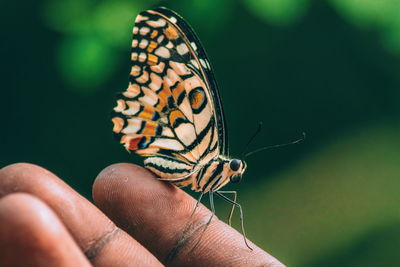 Close-up of butterfly perching on hand