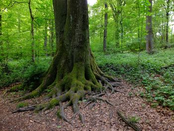 Trees in forest