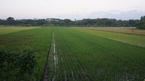 Scenic view of agricultural field against sky