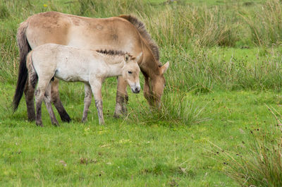 Horse grazing on field