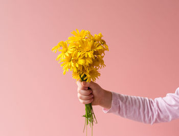 Close-up of hand holding yellow flowers against pink background